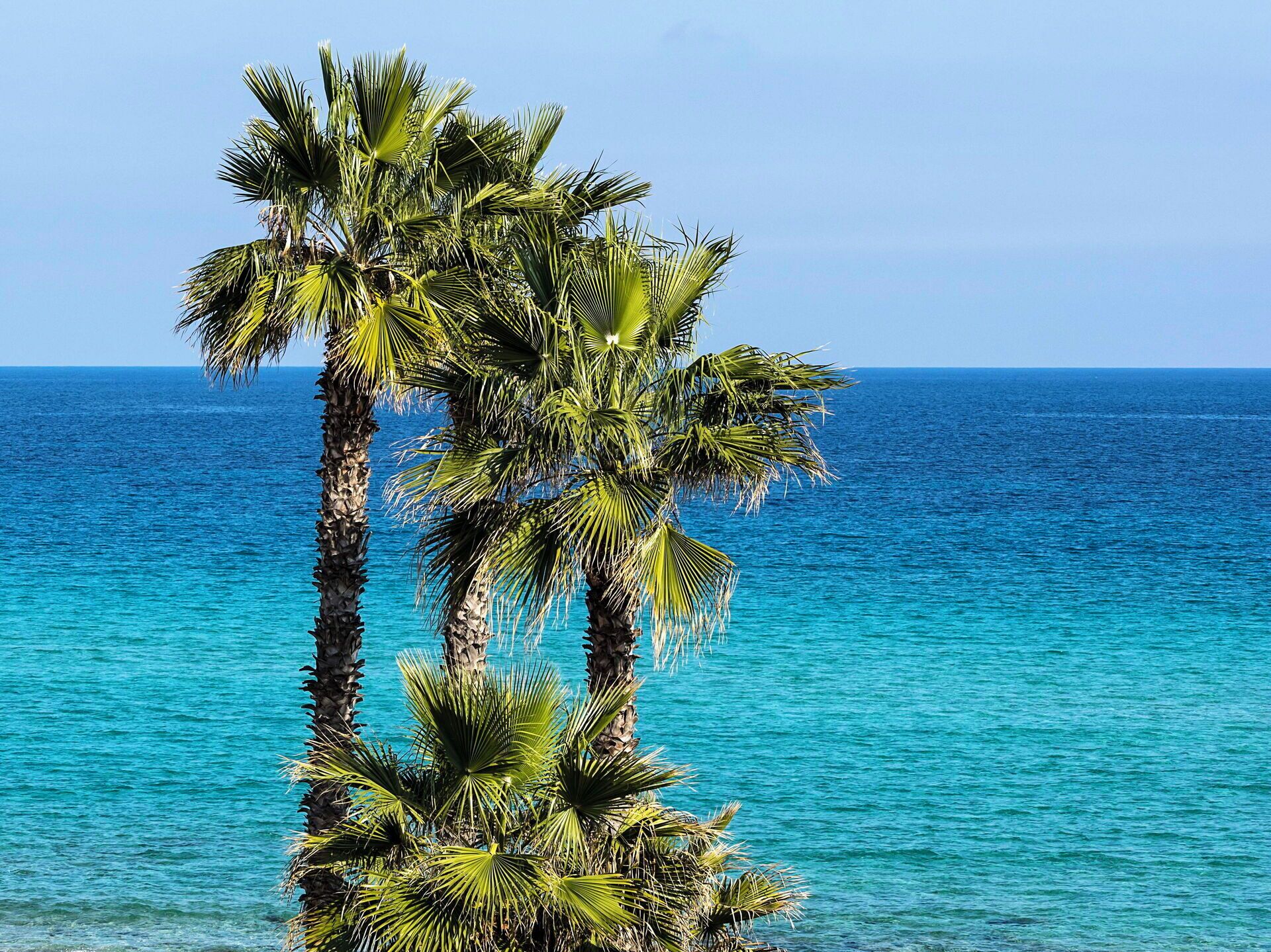 A clear view of the ocean with palm trees in the foreground.