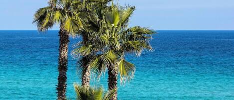 A clear view of the ocean with palm trees in the foreground.