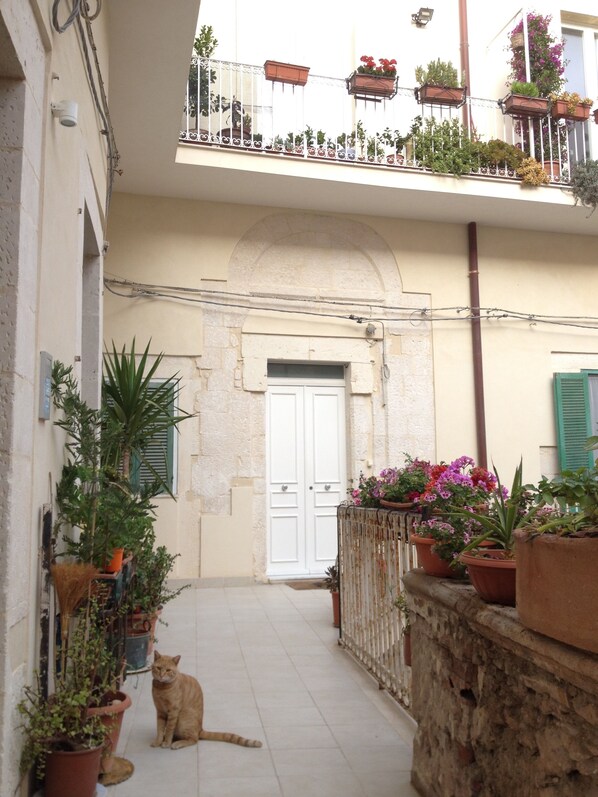 A narrow alleyway with a cat sitting on the ground, flanked by potted plants and a white door.