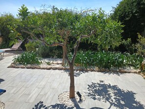 A tree in a landscaped area with a paved walkway and a bench.