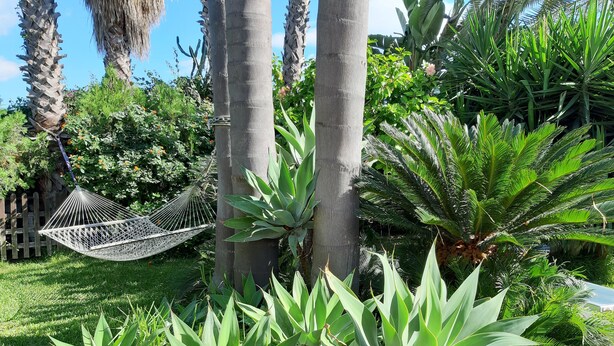 Una hamaca en un jardín exuberante con diversas plantas tropicales.