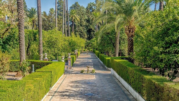 A pathway lined with neatly trimmed hedges and palm trees, leading towards a distant point.