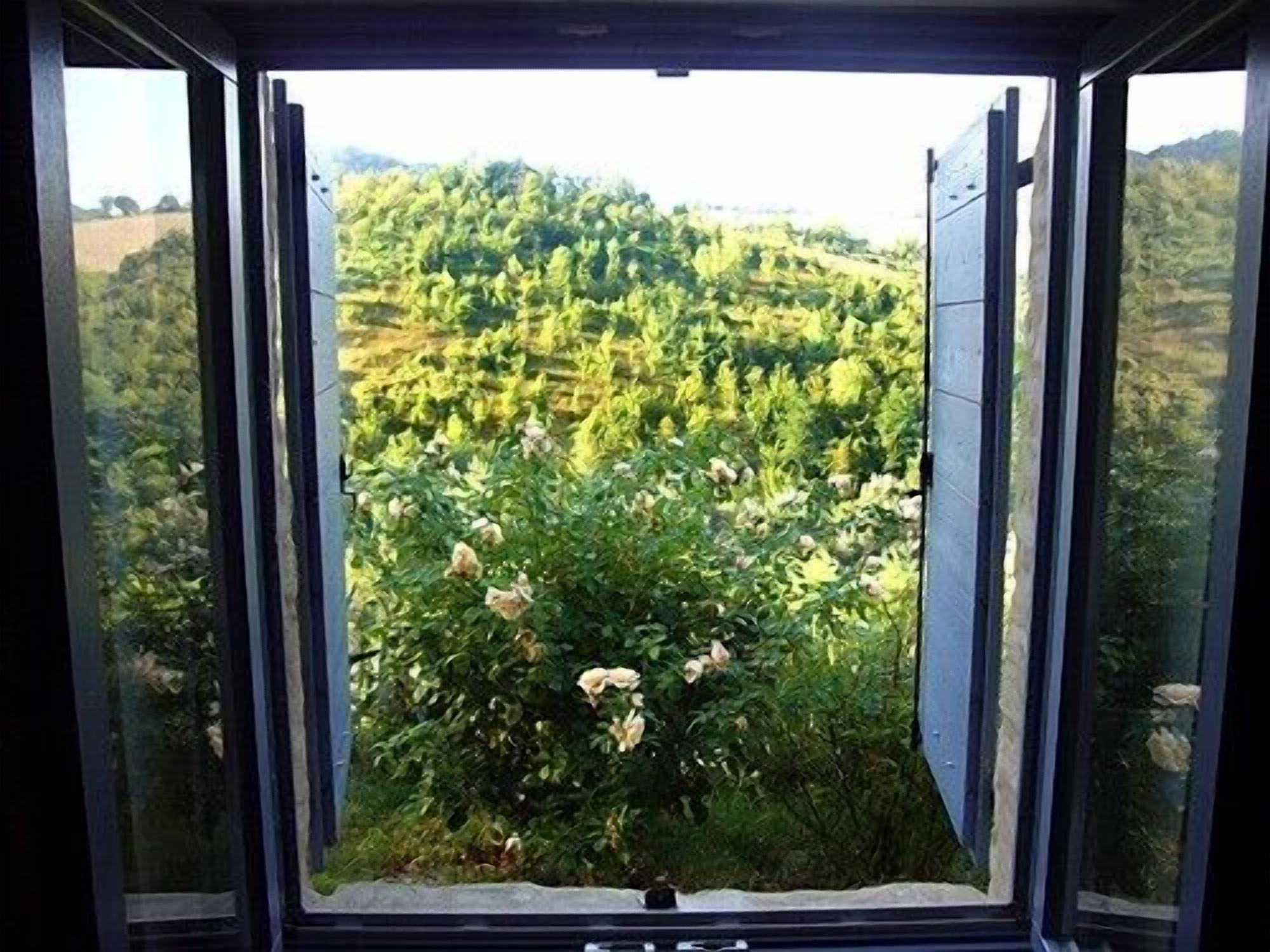 Blick aus dem Fenster im August