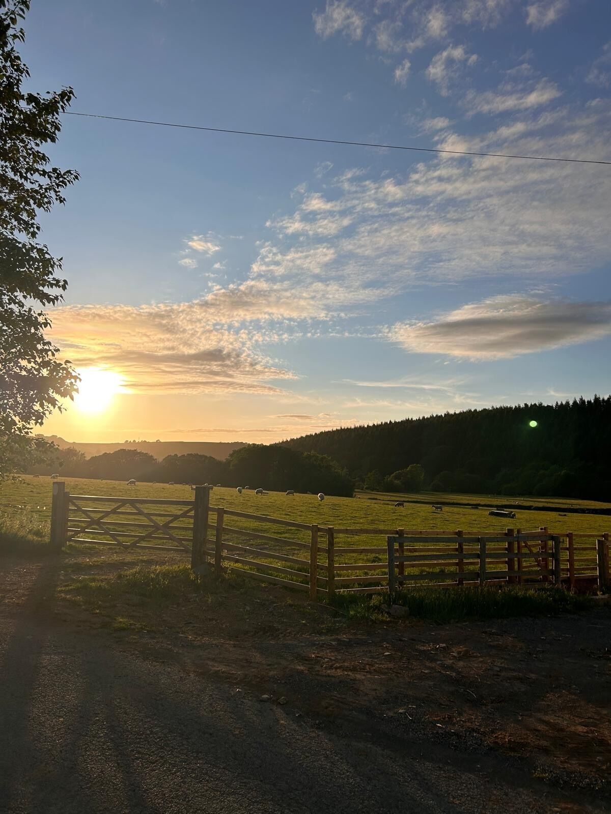 A rural landscape with a wooden gate, a dirt path, and a field with grazing sheep.