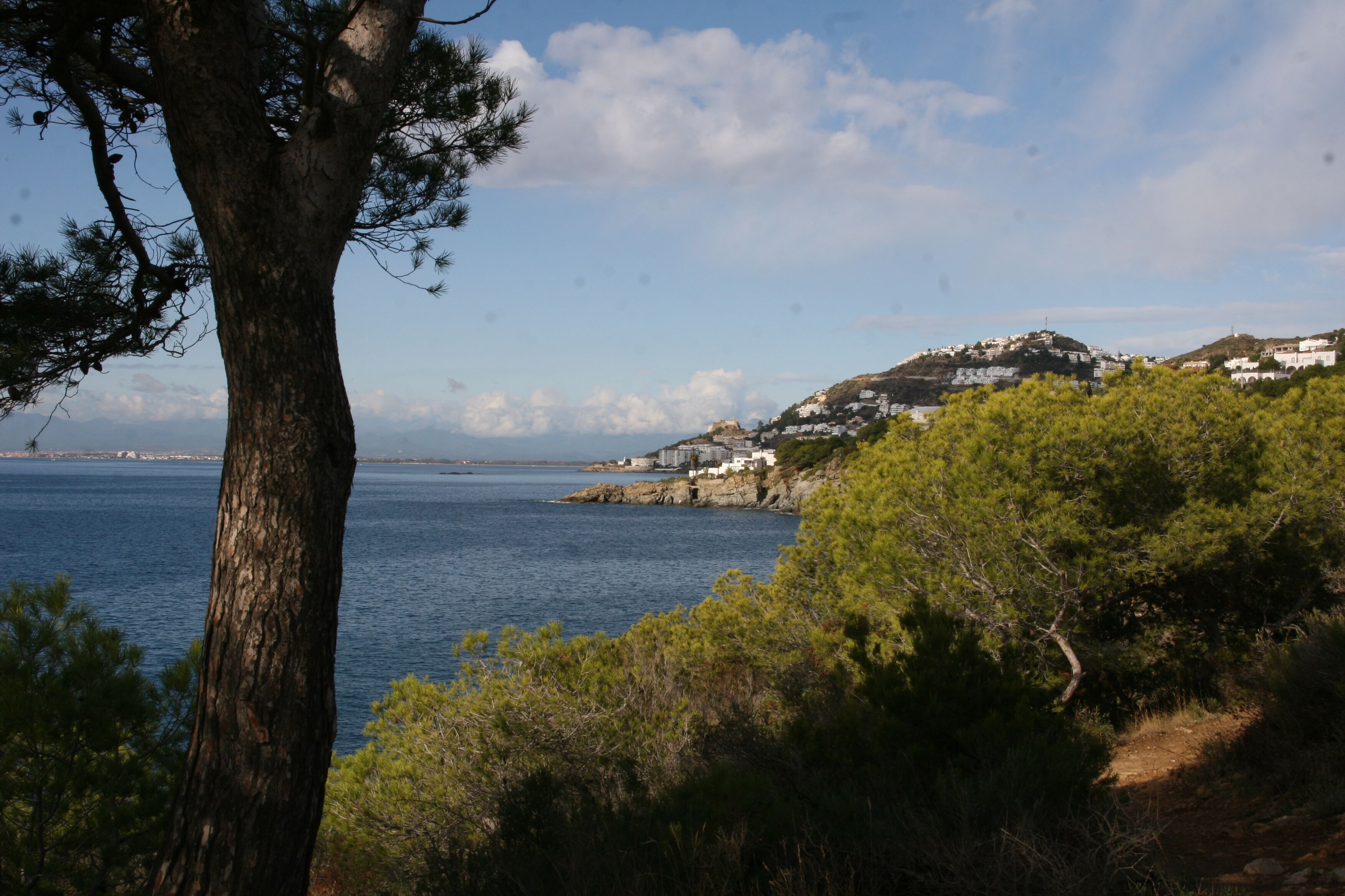 A coastal landscape with a tree in the foreground, a clear sky, and buildings on a hillside in the background.