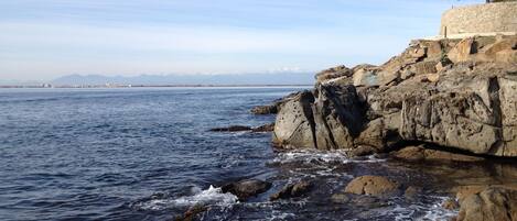 A coastal scene with a rocky shoreline, a stone wall, and a tree on top.