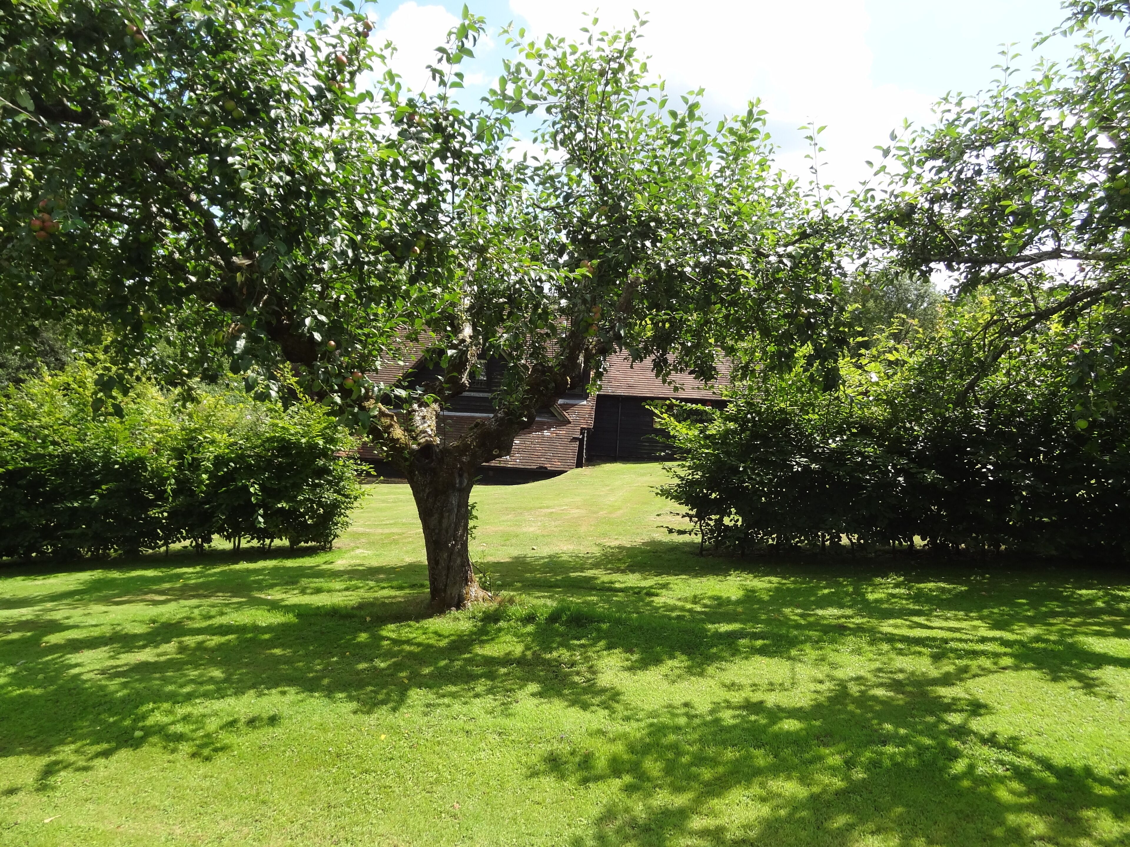 A well-maintained garden with a variety of trees and shrubs, a grassy lawn, and a building in the background.