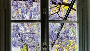 Una ventana con tres paneles, cada uno mostrando una vista distinta: un árbol floreciente de color púrpura, un muro de piedra y un árbol amarillo.