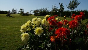 A garden with yellow and red flowers in the foreground, a lawn, and a gate in the background.
