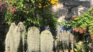 Un jardín con diversas plantas, incluidas flores amarillas y una planta colgante con flores blancas.