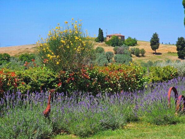A rural landscape with a variety of vegetation, a small building, and a clear sky. - Montalcino: Private villa in the heart of Tuscany, private pool, A/C (Montisi)