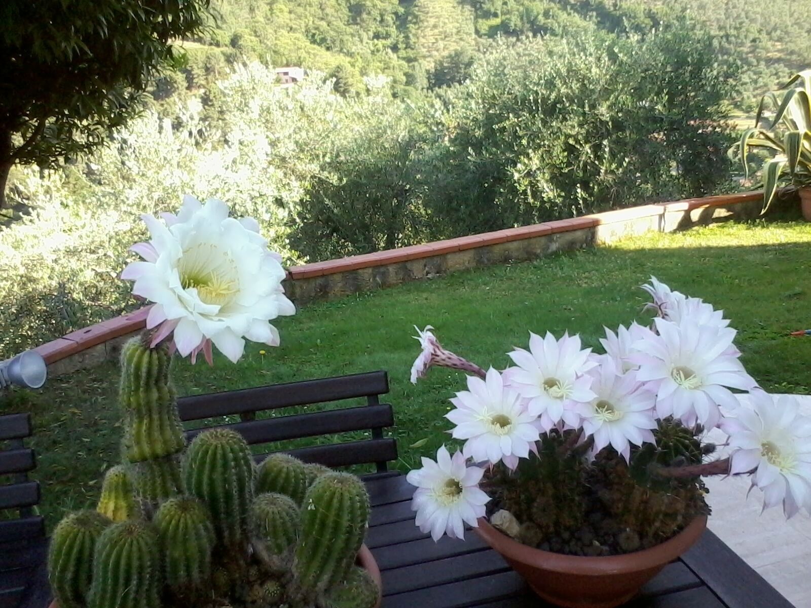 Ein Kaktus mit weißen Blüten in einem Terrakotta-Topf auf einer Holzbank.