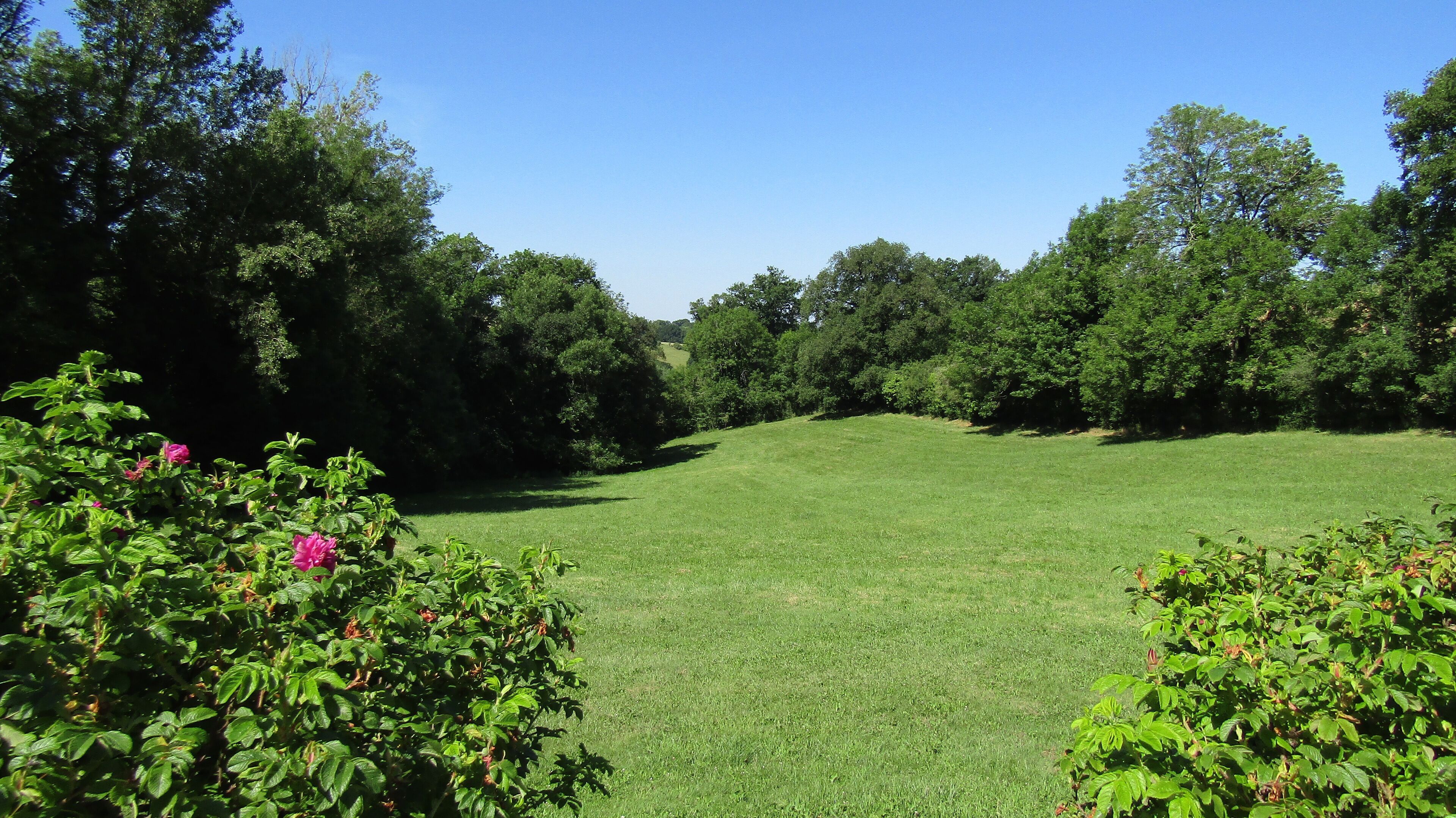 A grassy field with dense trees and flowering bushes.