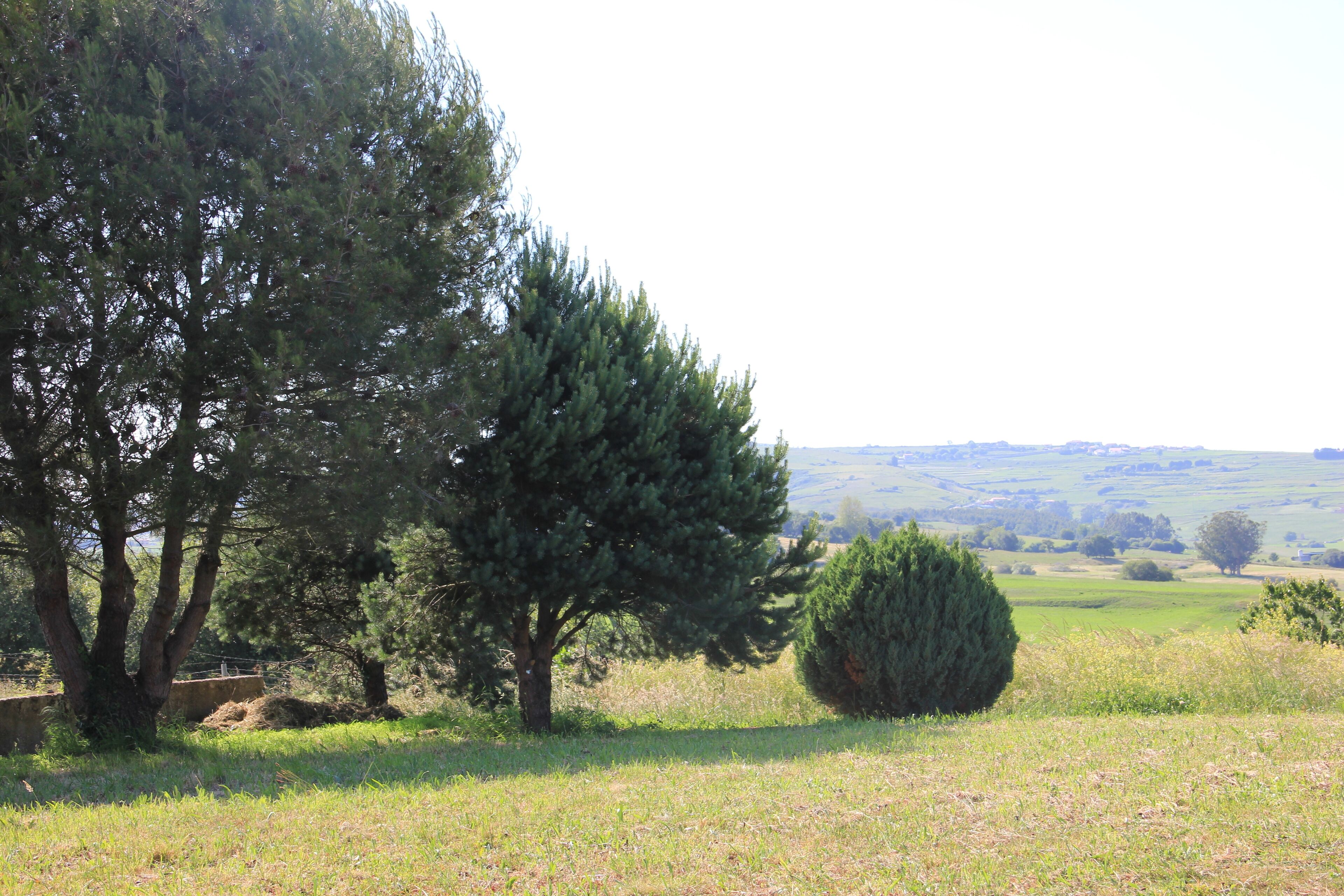 Een landelijk landschap met bomen en open velden.