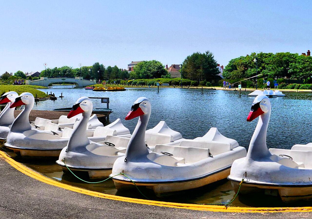 Une rangée de bateaux en forme de cygne est amarrée au bord d’une étendue d’eau calme, avec un pont et de la verdure en arrière-plan.