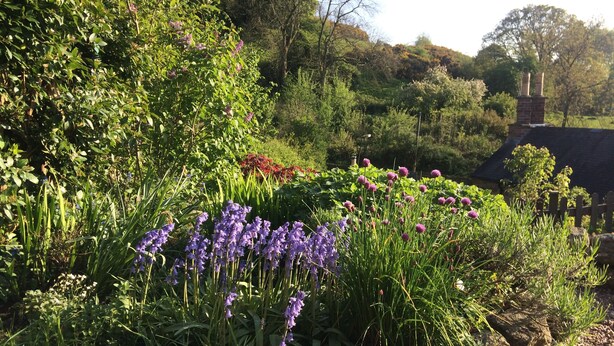 Un jardín con diversas plantas y flores, incluyendo agapantos morados y flores rojas, con una chimenea de ladrillo al fondo.