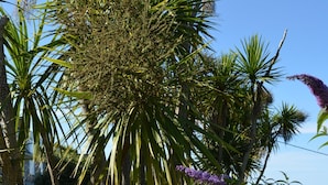 A garden with palm trees and purple flowers.