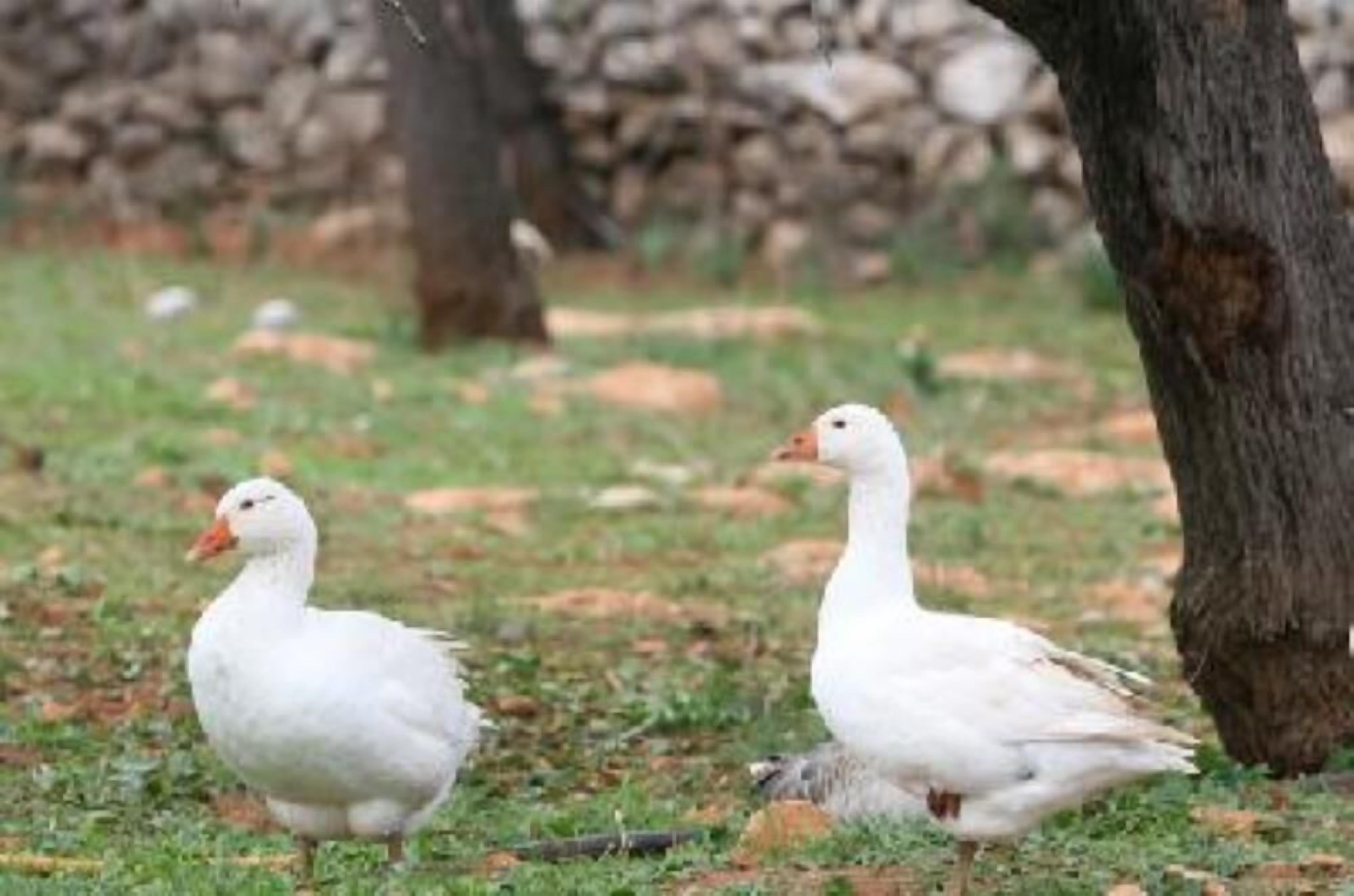 Two white ducks on a grassy area with trees in the background.