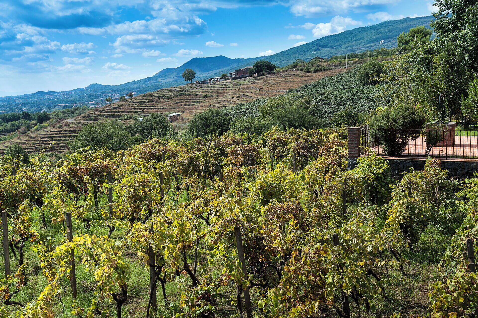 Un vignoble avec des rangées de vignes et, au fond, un bâtiment en pierre.