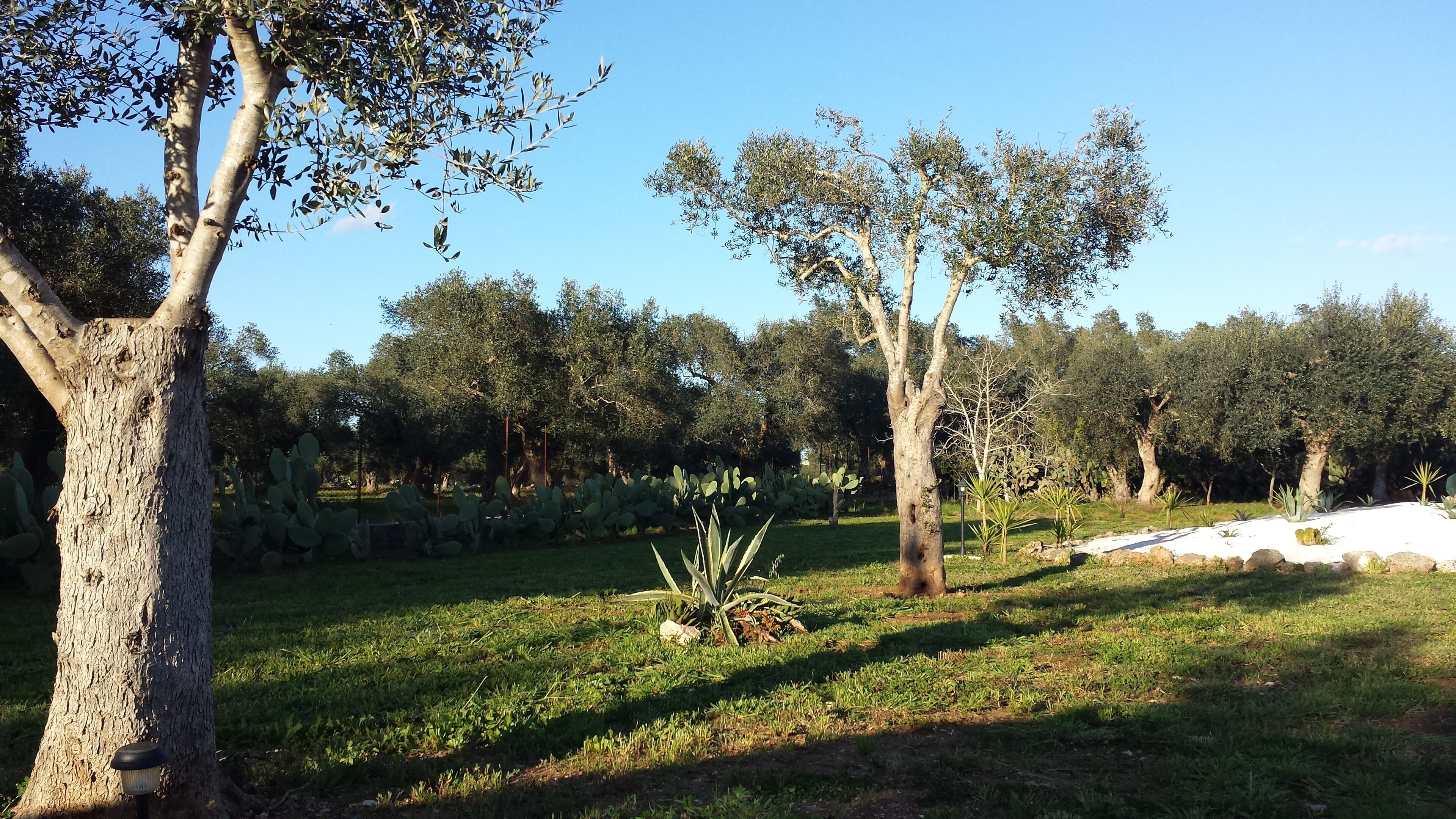 A garden with various trees and cacti, a clear sky, and a well-maintained lawn.