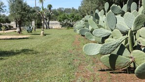 A garden with large cacti and a variety of trees. - HOUSE WITH GARDEN AND SWIMMING POOL FOR EXCLUSIVE USE IN SALENTO, OTRANTO, LECCE (corigliano d' otranto)
