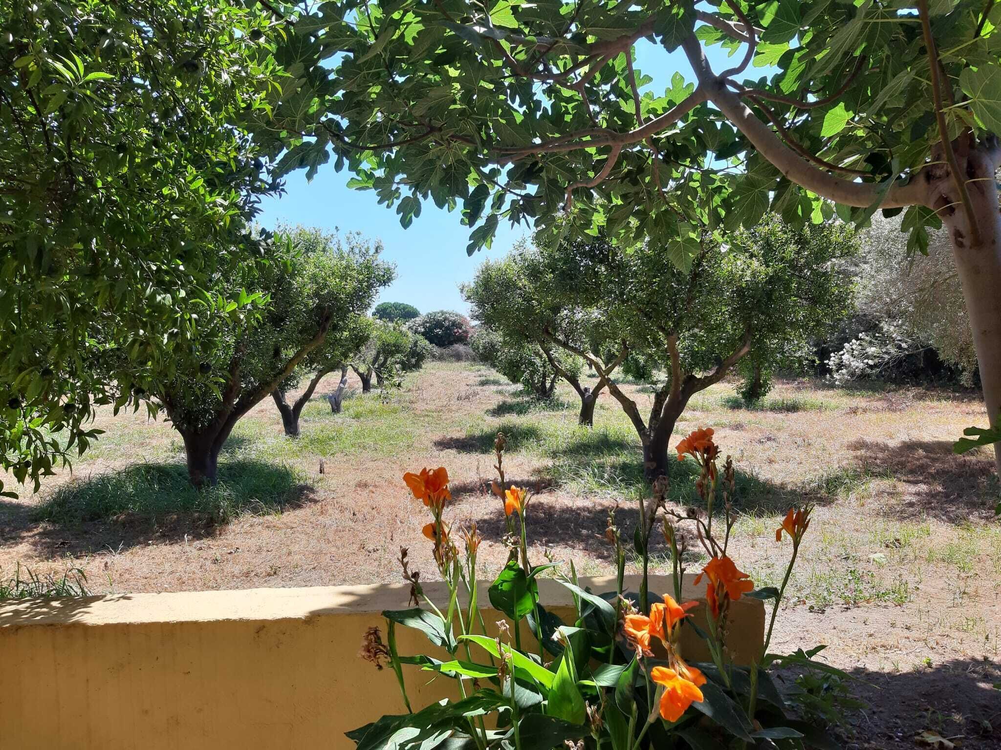 An orchard with fig trees and orange flowers.