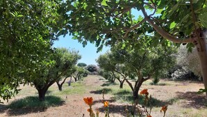Un verger avec des figuiers et des orangers en fleurs.