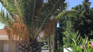A garden with a palm tree, a white fence, and pink flowers. - Villa Gabriella 4 bed Villa opposite Golf Course,  3km from the beach (Chiclana de la Frontera)