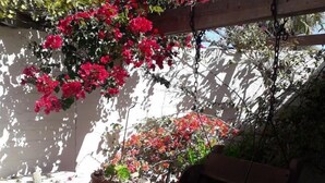 A garden area with a wooden bench, a potted plant, and a wall with climbing plants. - Alternative Space B & B (Swakopmund)