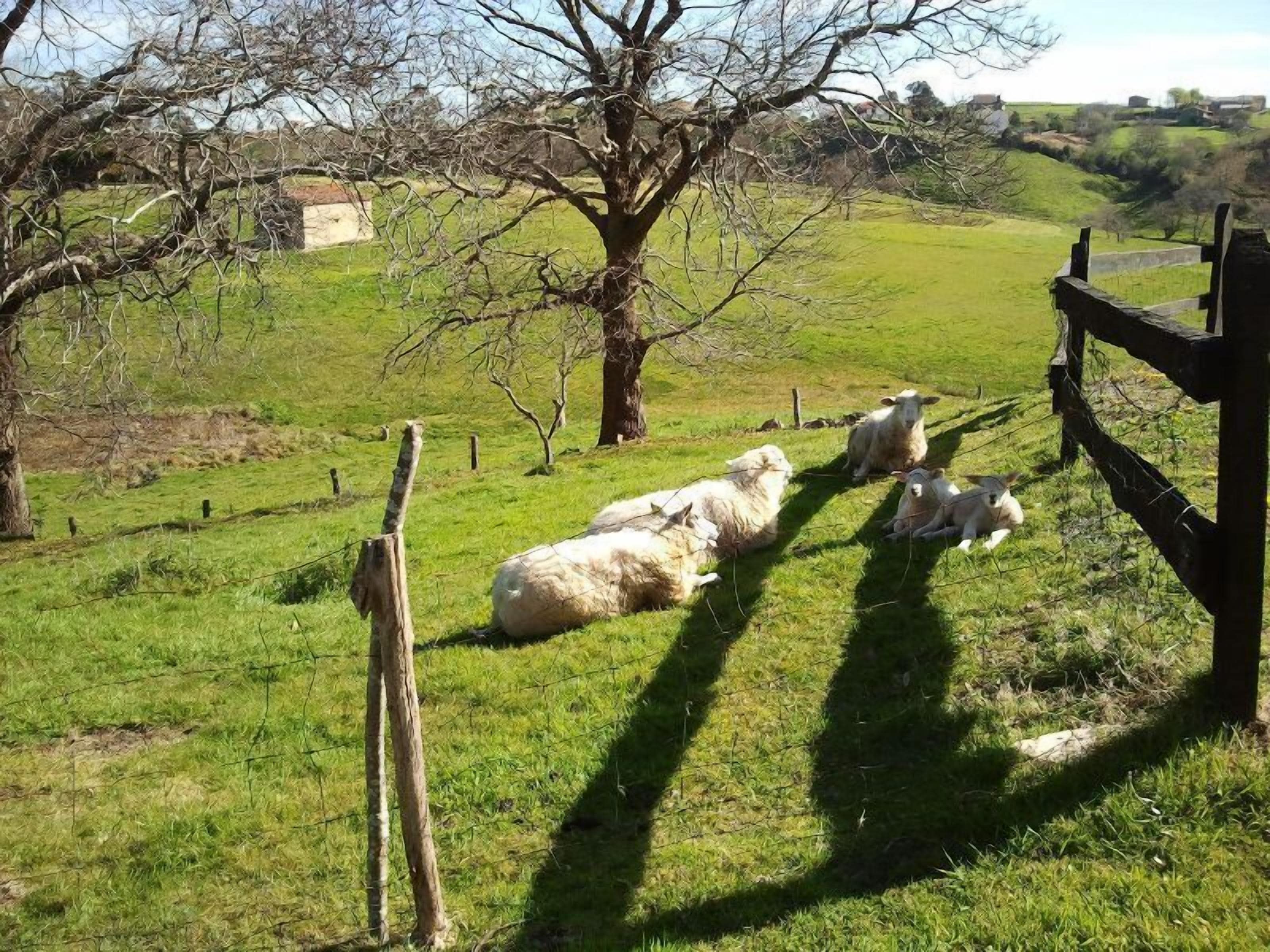 A rural landscape with a fenced area containing sheep.