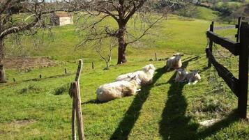 A rural landscape with a fenced area containing sheep.