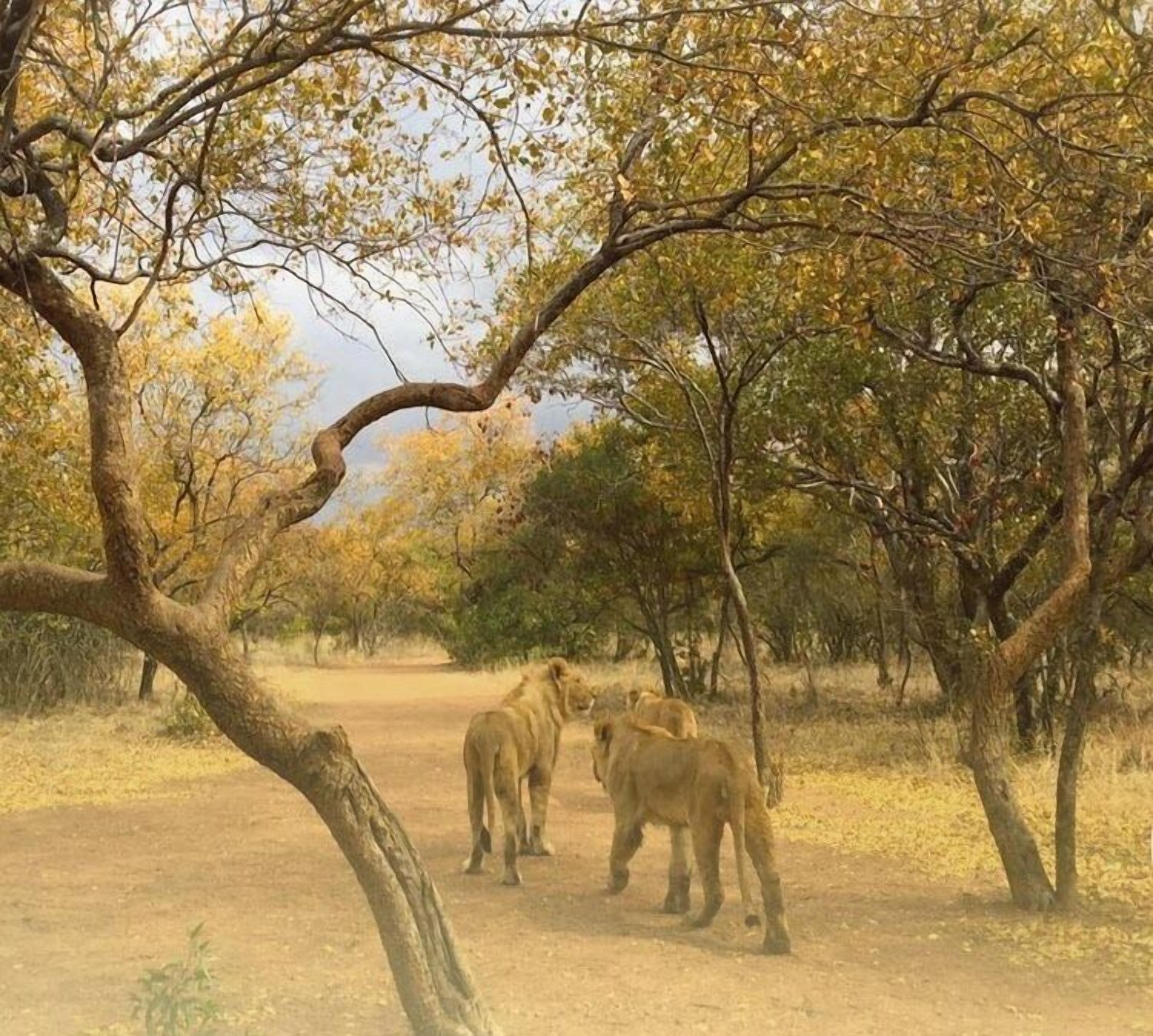 A group of lions in a natural setting with trees and dry ground.
