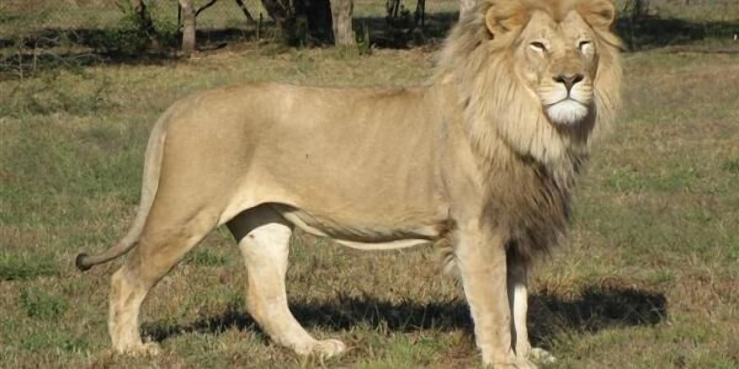 Un lion se tient debout dans une zone herbeuse.