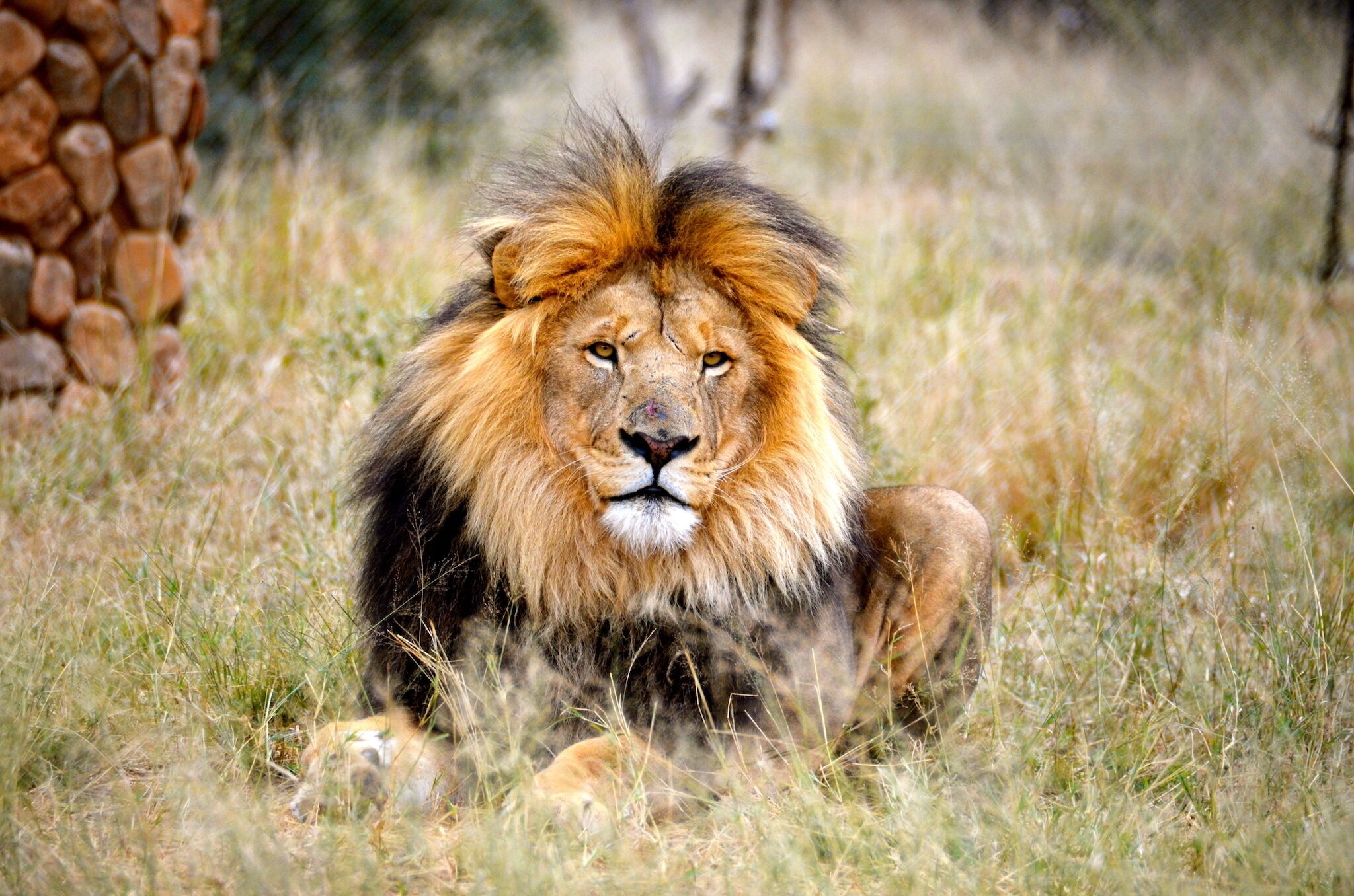 A lion lying in a grassy area with a stone wall in the background.
