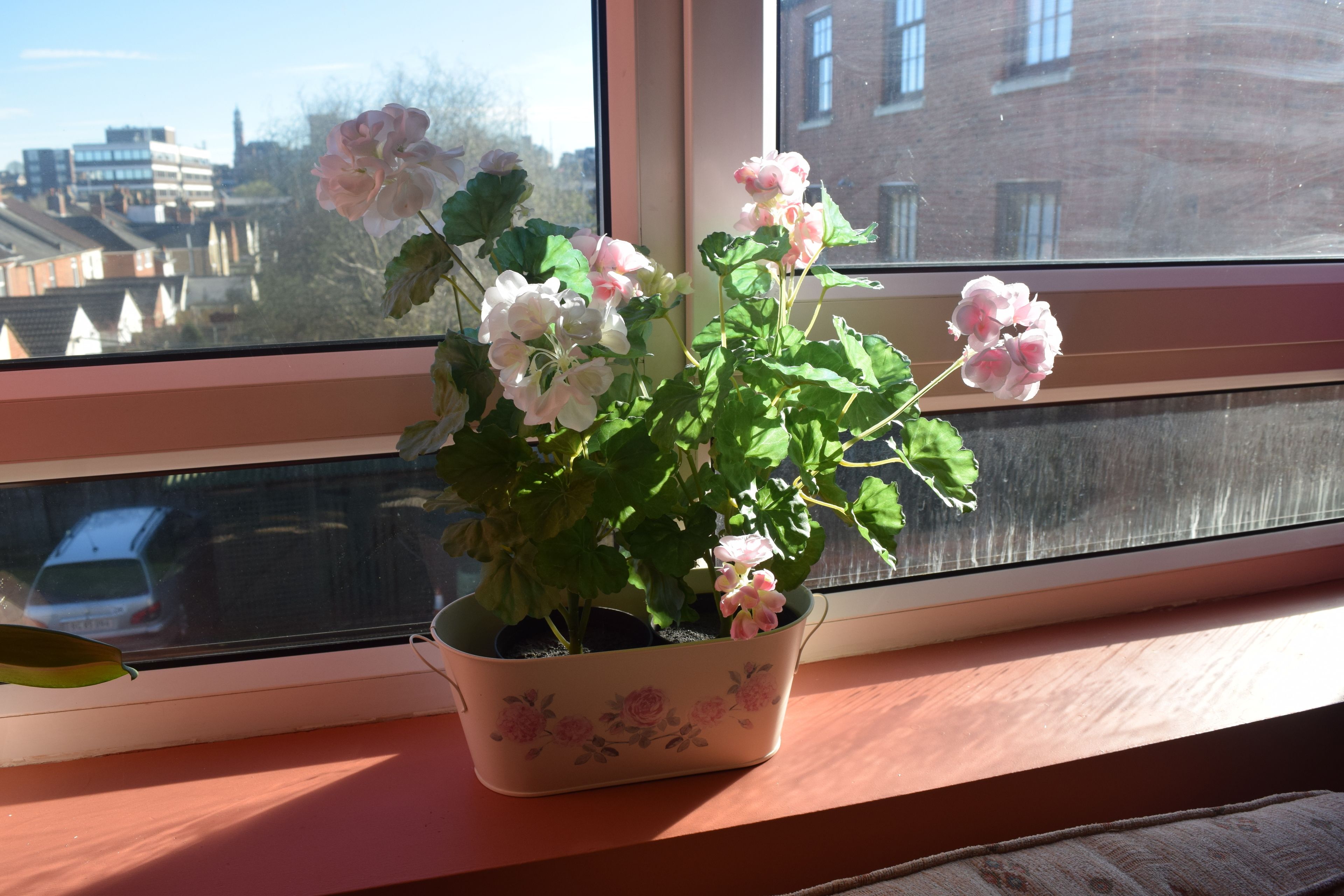 A potted plant with flowers on a windowsill.