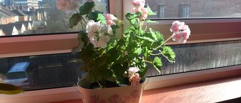 A potted plant with flowers on a windowsill.