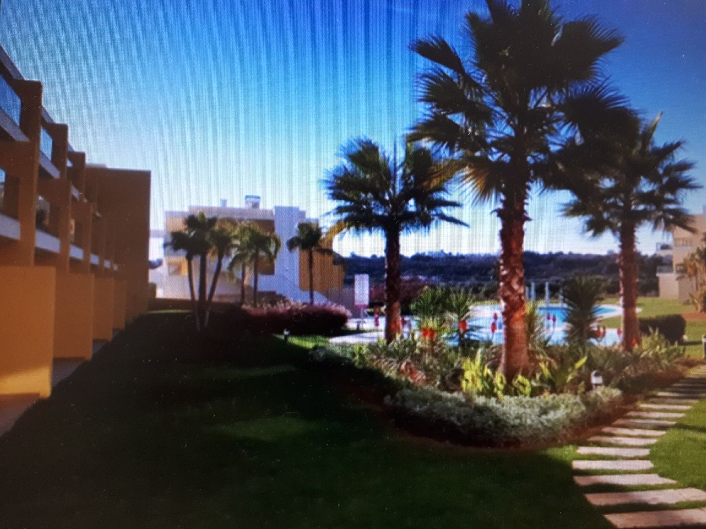 A landscaped area with palm trees, a pool, and a building with a modern design.