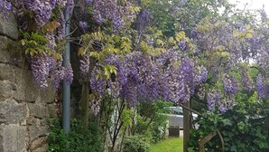 A stone wall with purple flowering vines, a grassy path, and a wooden fence. - Beautifully Restored Detached Stone House (Jugon-Les-Lacs - Commune Nouvelle)