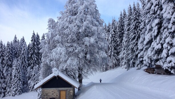 Een besneeuwde lodge met een stenen gevel en een houten deur, omringd door dichte altijdgroene bomen.