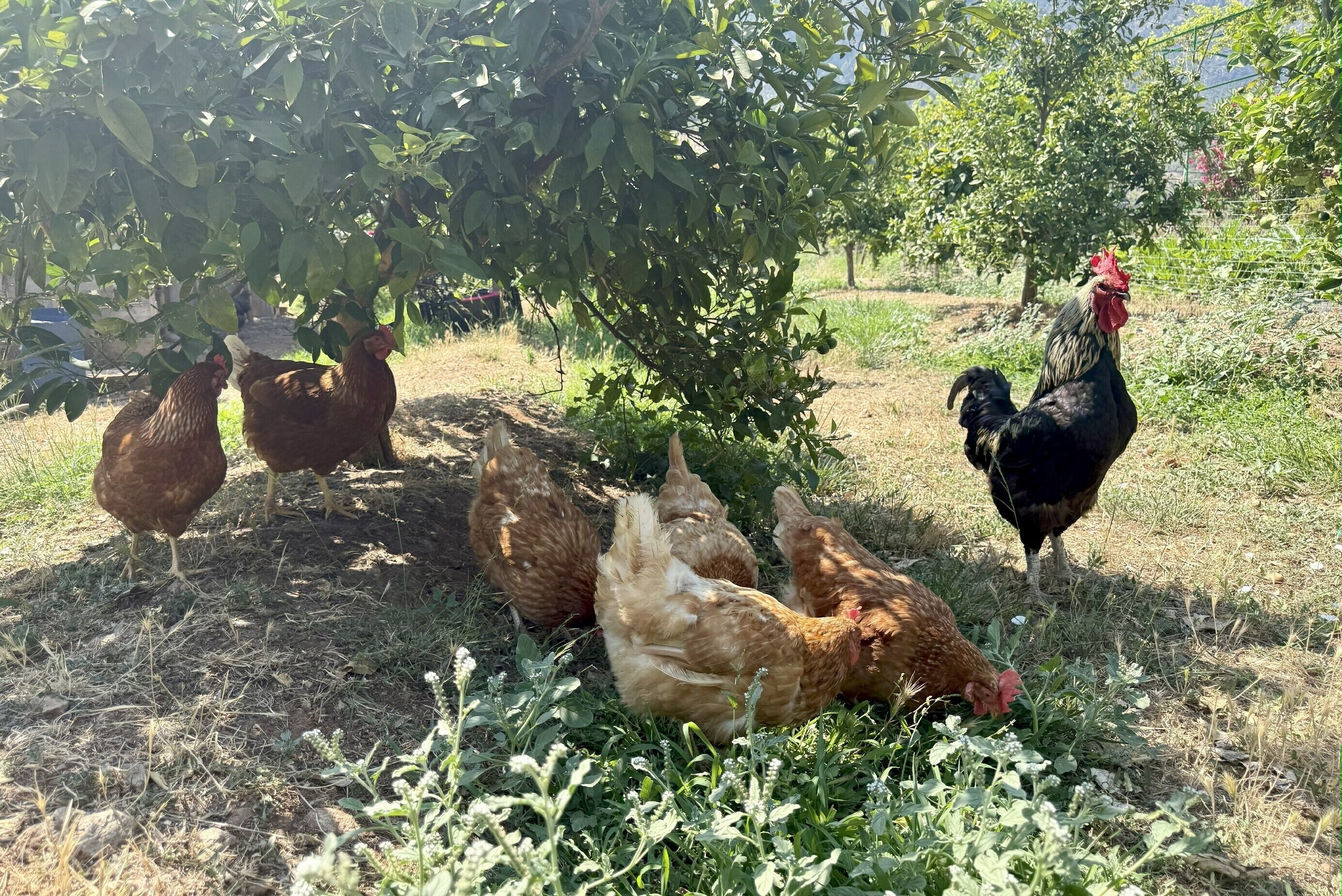 Un grupo de gallinas buscando alimento bajo un árbol en un área verde al aire libre.