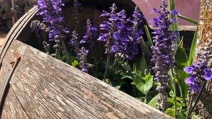 Een houten vat vol paarse bloemen, waarschijnlijk lavendel, voor een rustieke achtergrond.