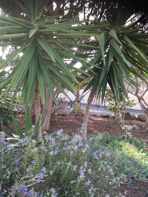 Un jardín con diversas plantas y flores, incluyendo una palmera destacada y un cactus.
