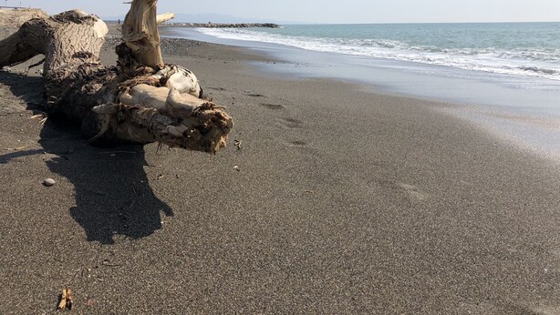 Ein Strand mit einem großen Baumstamm, der am Wasserrand im Sand liegt.