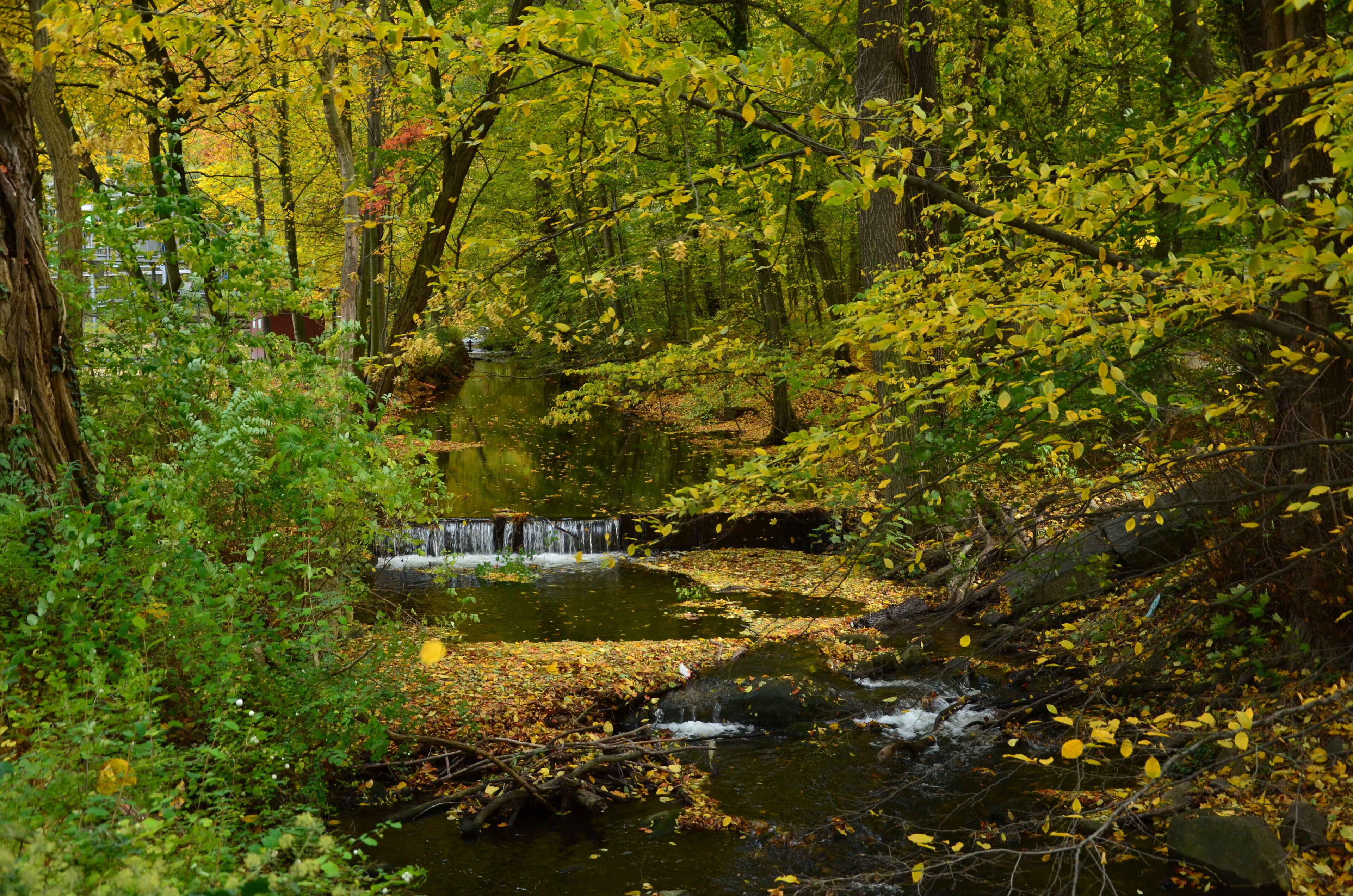 A serene forest stream with a waterfall, surrounded by dense foliage and trees.