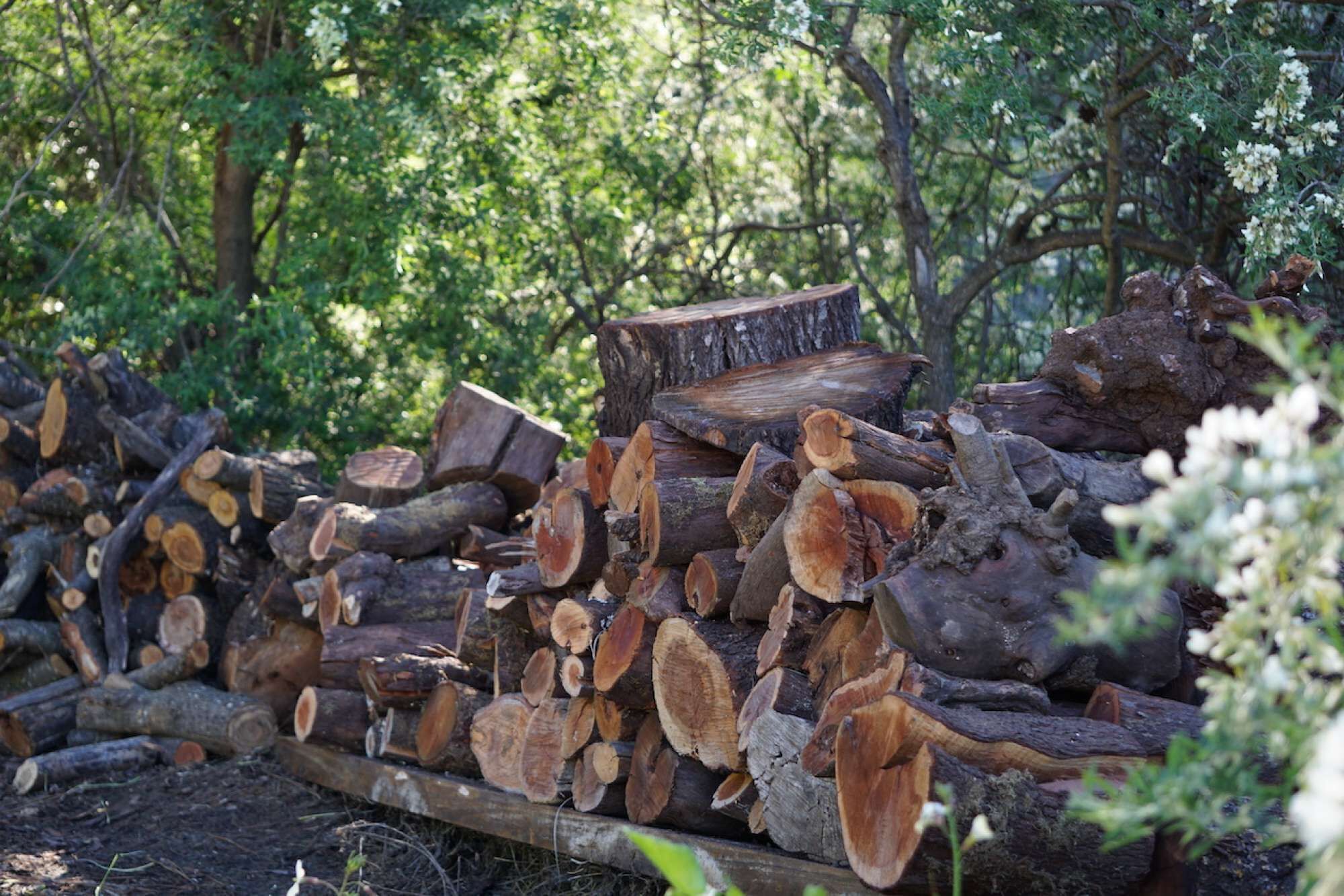 A stack of firewood in a forested area.