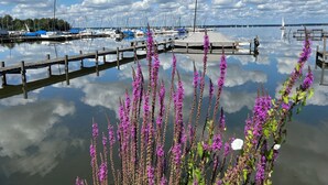 Una marina con barcos amarrados, un muelle de madera y flores púrpuras en primer plano.
