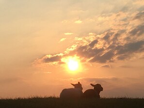 A sunset with two sheep silhouetted against the sky. - Apartment right on the dike (Butjadingen)