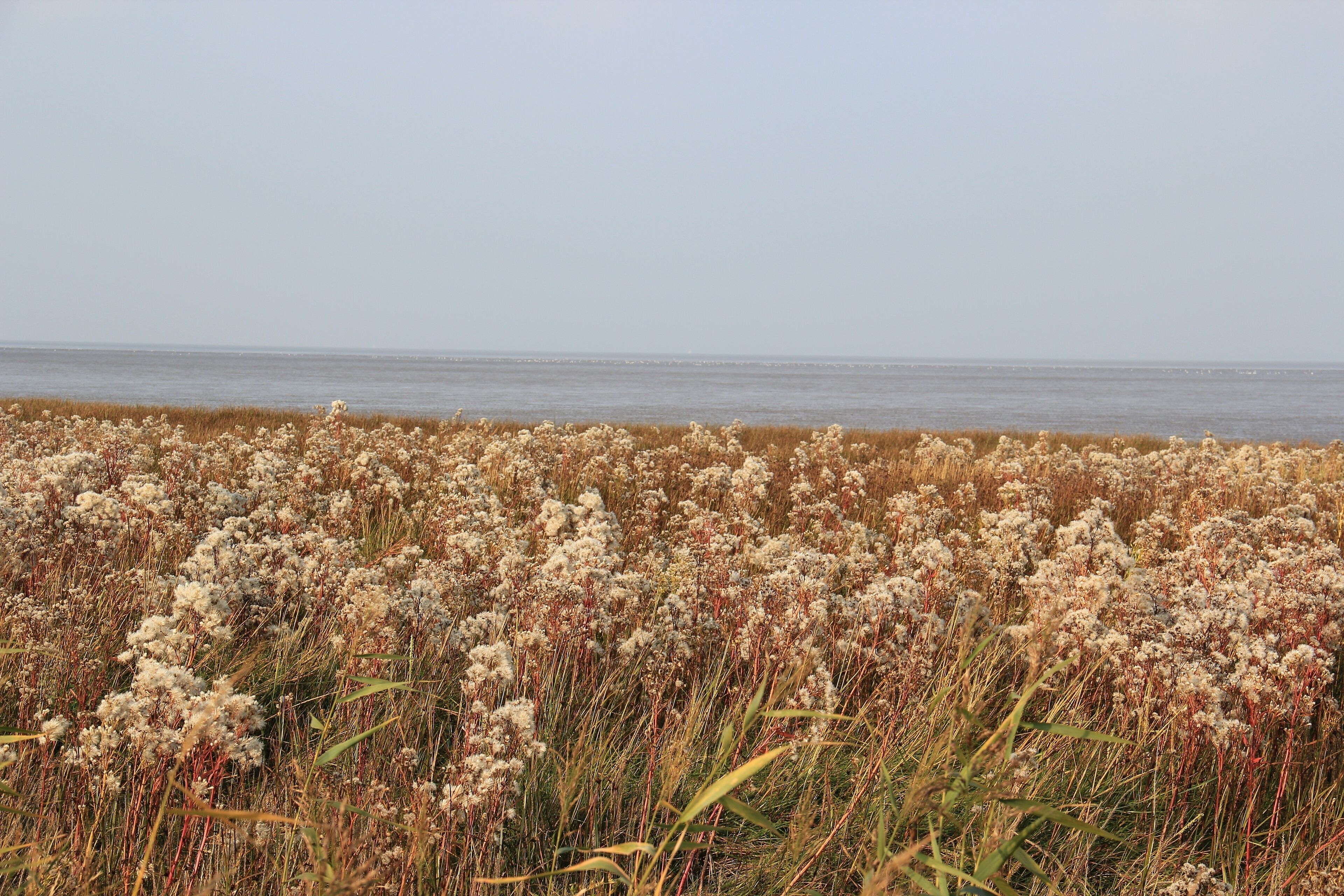 A coastal field with tall grasses and a view of the sea.
