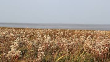 A coastal field with tall grasses and a view of the sea.