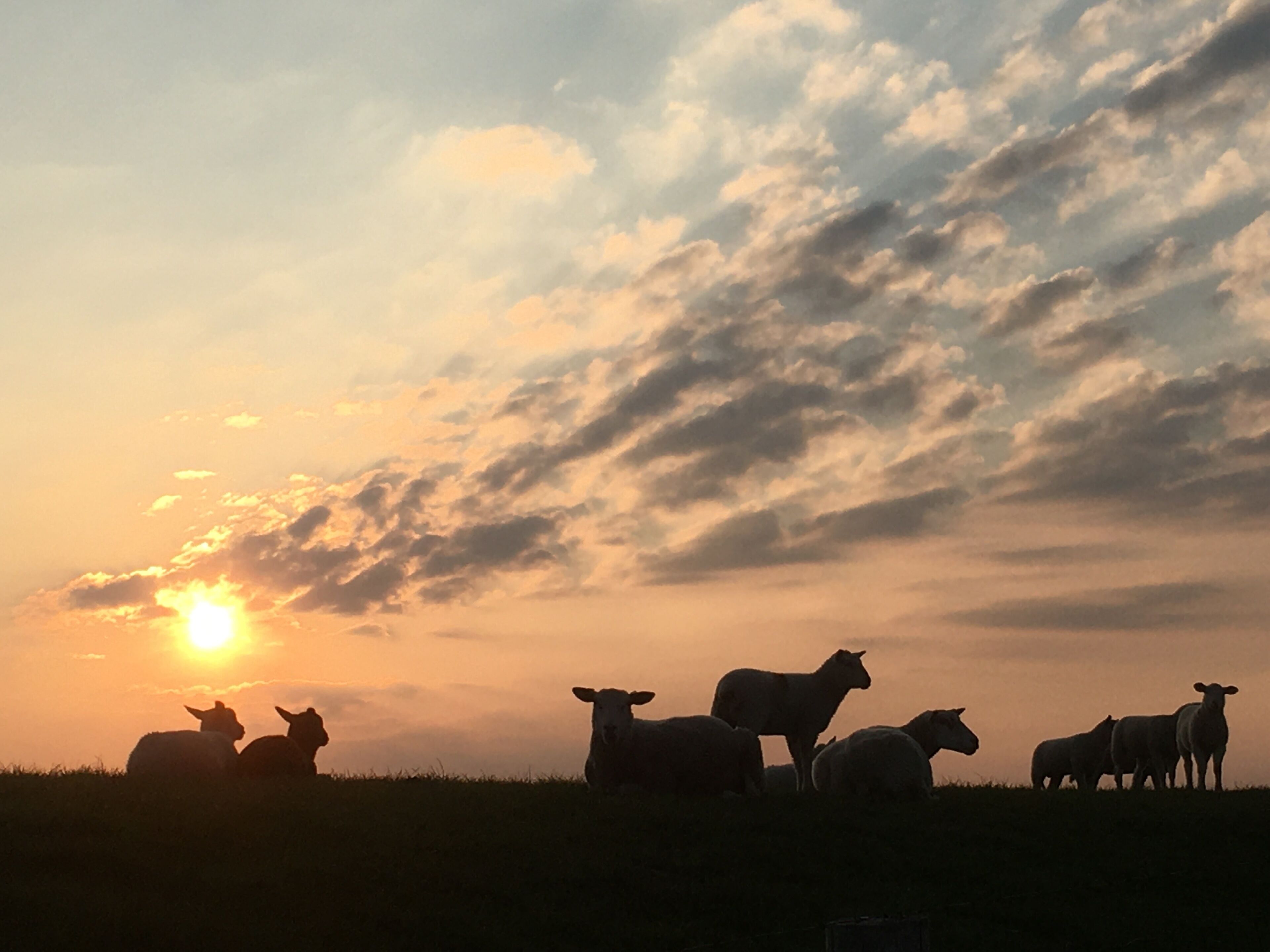 Un coucher de soleil sur un champ où paissent des moutons.